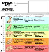 Chronic pain scale canine